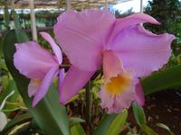 im Orchideengarten 