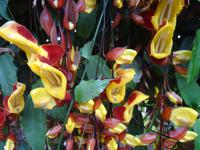 im Orchideengarten 