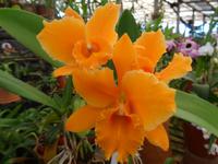 im Orchideengarten 