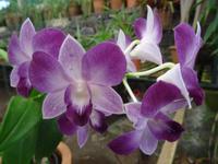 im Orchideengarten 