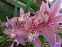 im Orchideengarten 