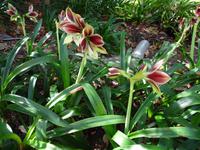 im Orchideengarten 