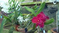 Quinta Boa Vista Orchidea &ndash; &copy; Gisela Gerlach (Eberhardt TRAVEL)