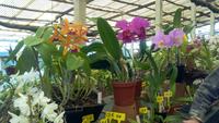 Quinta Boa Vista Orchidea &ndash; &copy; Gisela Gerlach (Eberhardt TRAVEL)