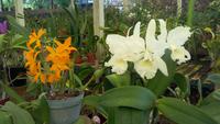 Quinta Boa Vista Orchidea &ndash; &copy; Gisela Gerlach (Eberhardt TRAVEL)