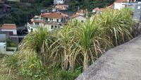  Maroços-Levadawanderung, 6,5 km &ndash; &copy; Gisela Gerlach (Eberhardt TRAVEL)