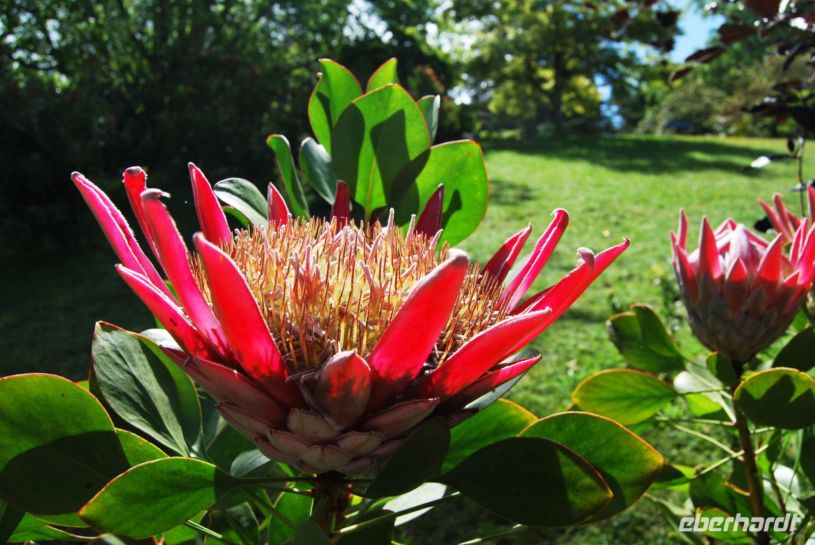 Protea &ndash; &copy; Eric Richter (Eberhardt TRAVEL)