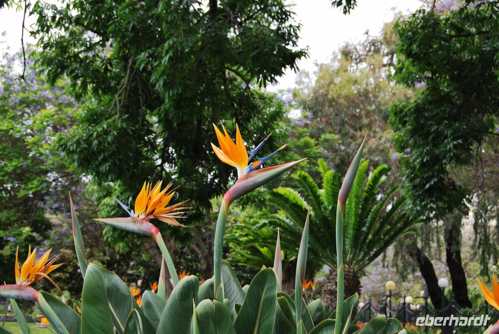 Paradiesvogelblume - Strelitzia &ndash; &copy; Eric Richter (Eberhardt TRAVEL)