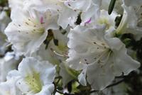 Blüten &ndash; &copy; Eric Richter (Eberhardt TRAVEL)