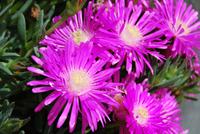 Blüten &ndash; &copy; Eric Richter (Eberhardt TRAVEL)