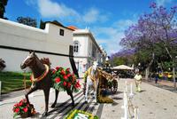 Funchal Stadtrundgang &ndash; &copy; Eric Richter (Eberhardt TRAVEL)