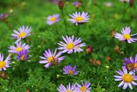 Blumen &ndash; &copy; Eric Richter (Eberhardt TRAVEL)