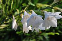 Blumen &ndash; &copy; Eric Richter (Eberhardt TRAVEL)