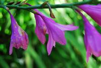 Blüten &ndash; &copy; Eric Richter (Eberhardt TRAVEL)