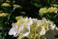 Blüten &ndash; &copy; Eric Richter (Eberhardt TRAVEL)