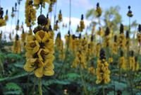 Blumen &ndash; &copy; Eric Richter (Eberhardt TRAVEL)