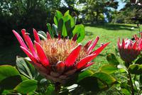 Protea &ndash; &copy; Eric Richter (Eberhardt TRAVEL)