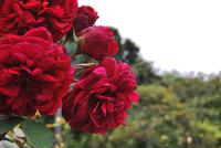 Rosen &ndash; &copy; Eric Richter (Eberhardt TRAVEL)