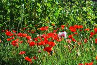 Blumen &ndash; &copy; Eric Richter (Eberhardt TRAVEL)