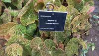 Funchal- Botanischer Garten &ndash; &copy; Gisela Gerlach (Eberhardt TRAVEL)