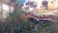 Funchal- Botanischer Garten &ndash; &copy; Gisela Gerlach (Eberhardt TRAVEL)