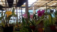 Quinta Boa Vista Orchidea, &ndash; &copy; Gisela Gerlach (Eberhardt TRAVEL)