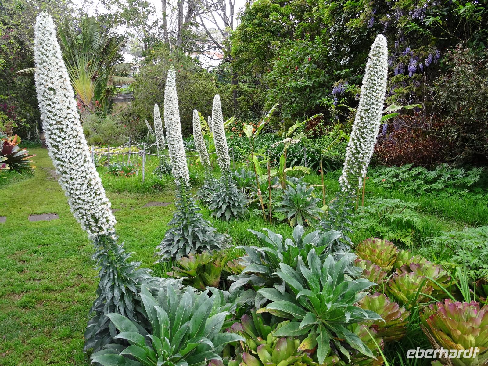 Quinta Boa Vista - Orchideengarten, Natternkopf &ndash; &copy; Hans-Joachim Trutz (Eberhardt TRAVEL)