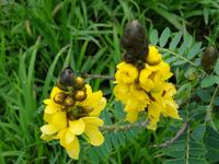 Quinta Boa Vista - Orchideengarten, Poppkornpflanze &ndash; &copy; Hans-Joachim Trutz (Eberhardt TRAVEL)