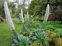 Quinta Boa Vista - Orchideengarten, Natternkopf &ndash; &copy; Hans-Joachim Trutz (Eberhardt TRAVEL)