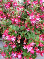 Blumen 1 &ndash; &copy; Martina Häselbarth (Eberhardt TRAVEL)