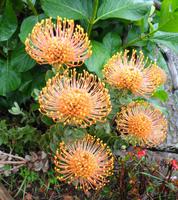 Blumen 5 