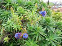 Blumen 7 &ndash; &copy; Martina Häselbarth (Eberhardt TRAVEL)