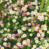 Blumen 1 &ndash; &copy; Martina Häselbarth (Eberhardt TRAVEL)