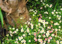 Blumen 2 &ndash; &copy; Martina Häselbarth (Eberhardt TRAVEL)