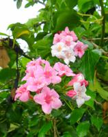 Blumen 7 &ndash; &copy; Martina Häselbarth (Eberhardt TRAVEL)