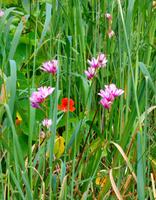 Blumen 13 &ndash; &copy; Martina Häselbarth (Eberhardt TRAVEL)