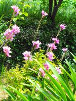 Blumen 16 &ndash; &copy; Martina Häselbarth (Eberhardt TRAVEL)