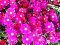 Blumen 17 &ndash; &copy; Martina Häselbarth (Eberhardt TRAVEL)