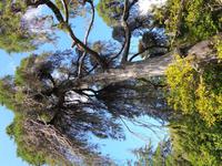 Baum II &ndash; &copy; Martina Häselbarth (Eberhardt TRAVEL)