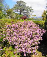 Blumen 2 &ndash; &copy; Martina Häselbarth (Eberhardt TRAVEL)