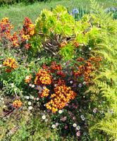 Blumen 3 &ndash; &copy; Martina Häselbarth (Eberhardt TRAVEL)