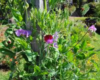 Blumen &ndash; &copy; Martina Häselbarth (Eberhardt TRAVEL)