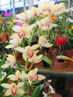 Im Orchideengarten Quinta da Boa Vista V &ndash; &copy; Martina Häselbarth (Eberhardt TRAVEL)
