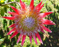 Protea II &ndash; &copy; Martina Häselbarth (Eberhardt TRAVEL)