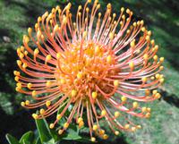 Protea &ndash; &copy; Martina Häselbarth (Eberhardt TRAVEL)