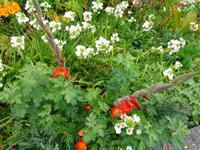 Blumen &ndash; &copy; Martina Häselbarth (Eberhardt TRAVEL)