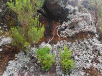 Heide und Flechten &ndash; &copy; Martina Häselbarth (Eberhardt TRAVEL)