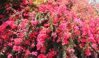 Bougainvillien &ndash; &copy; Martina Häselbarth (Eberhardt TRAVEL)