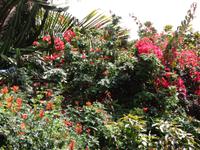 Gartenpracht &ndash; &copy; Martina Häselbarth (Eberhardt TRAVEL)