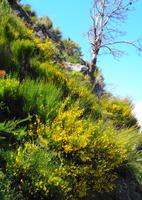 Ginster &ndash; &copy; Martina Häselbarth (Eberhardt TRAVEL)